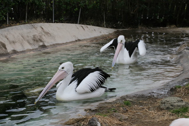 1391 東京都足立区公認幼稚園なら江北さくら幼稚園